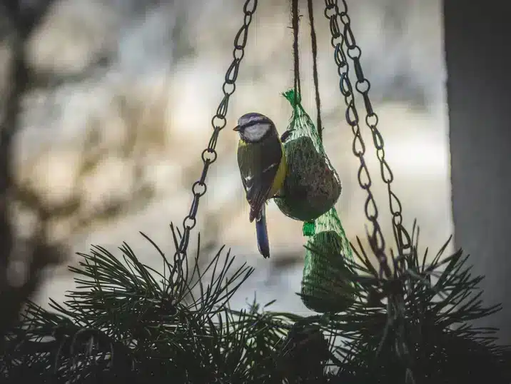Een vogeltje op een keramieken vogelhuisje in de tuin