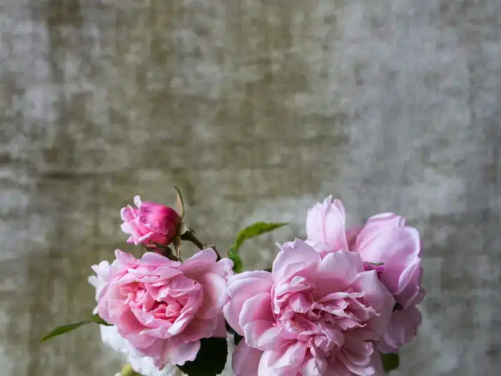 Een detail van openstaande roze pioenrozen voor keramiek meditatie