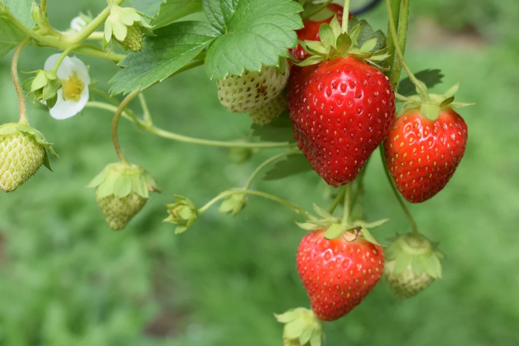 Close up van rijpe aardbeien aan de plant voor in de aardbeipot van keramiek