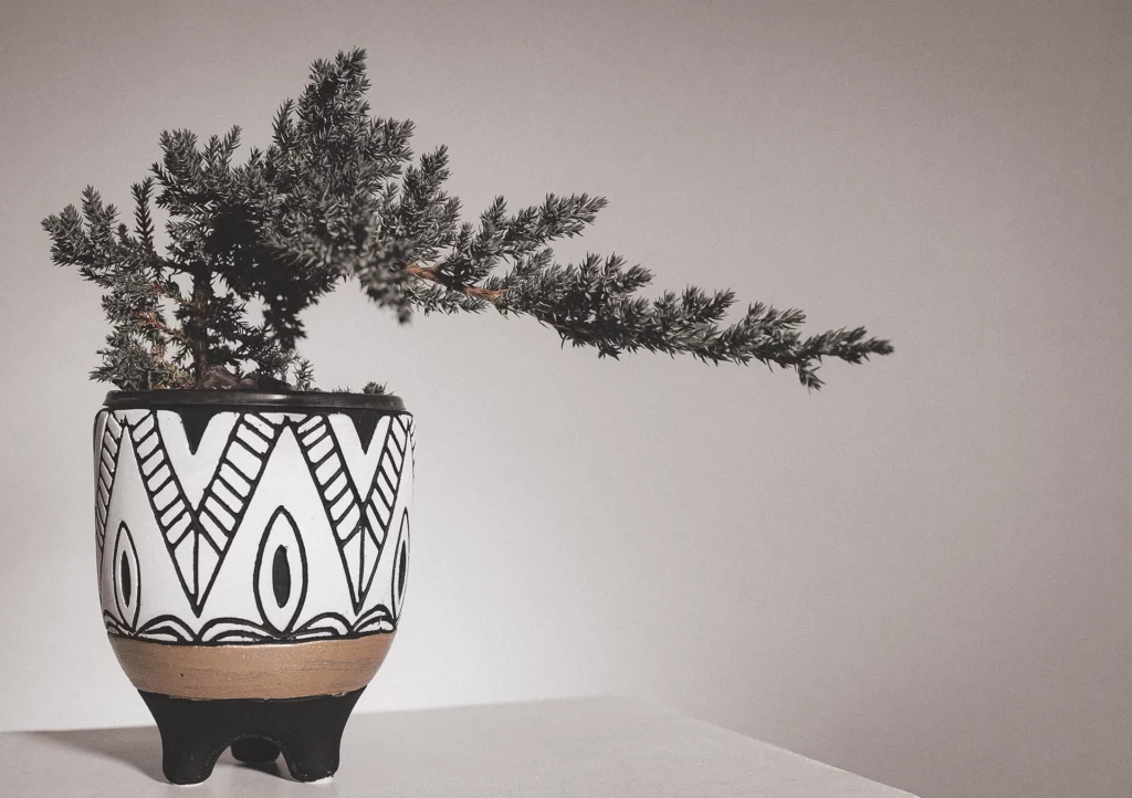 Witte keramieken plantenpot met zwart lijnenspel tekening op en plant in