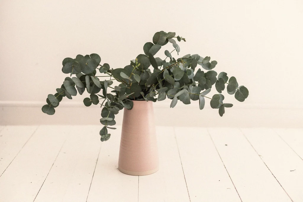 Keramieken vaas met eucalyptus plant in